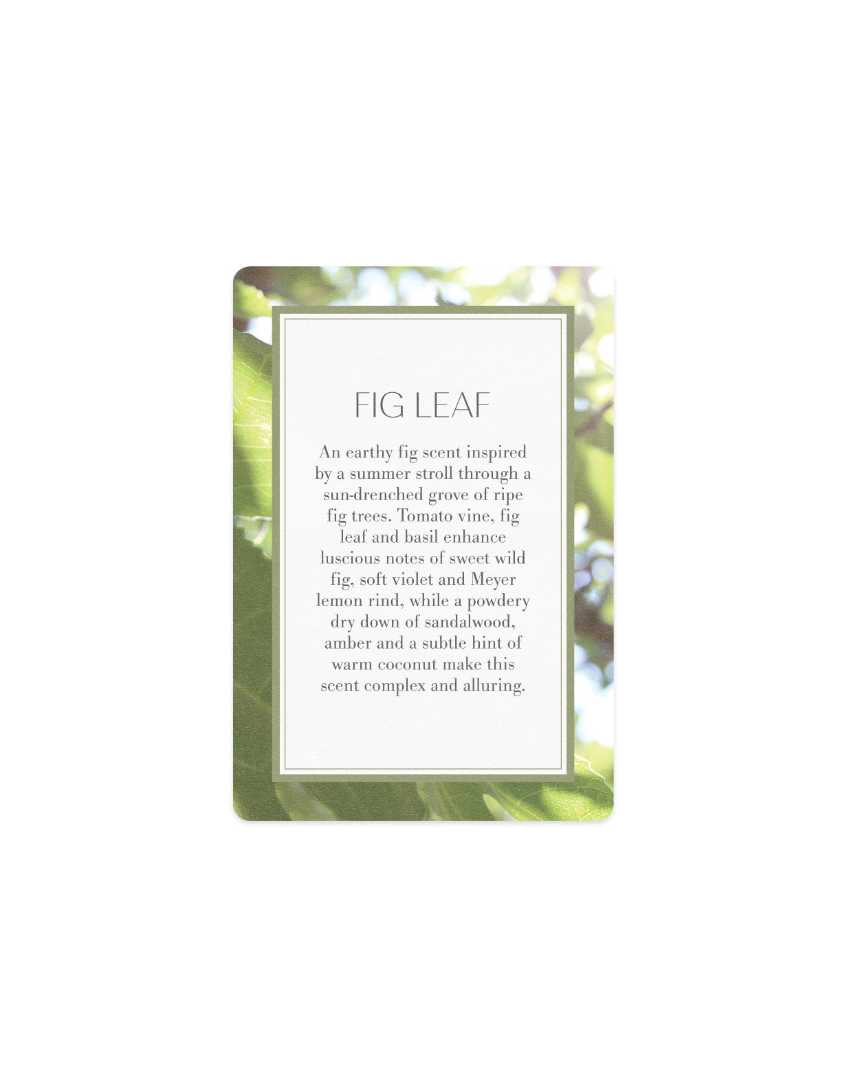 Scented Card - Fig Leaf